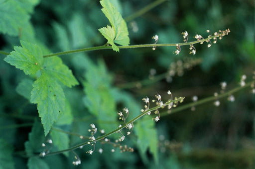 Tagged with astilbe