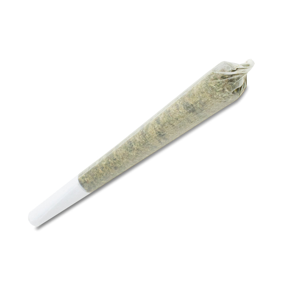 JACK HERER PRE-ROLL