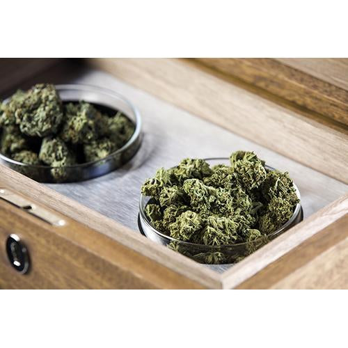 CANNASEUR ONE CANNABIS HUMIDOR