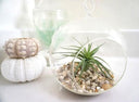 Air Plant in a Fishbowl