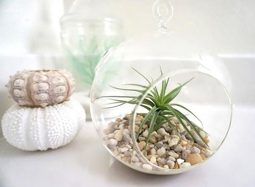 Air Plant in a Fishbowl