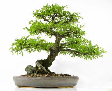 Bonsai Tree