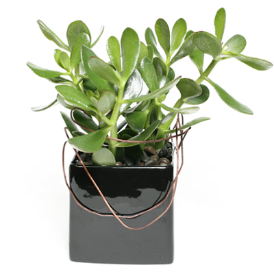 Jade Plant