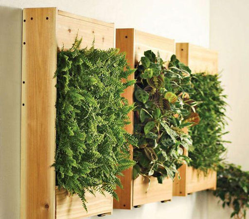 Indoor Air Plant Living Wall Garden