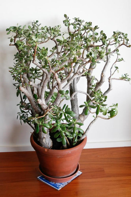 Jade tree-2